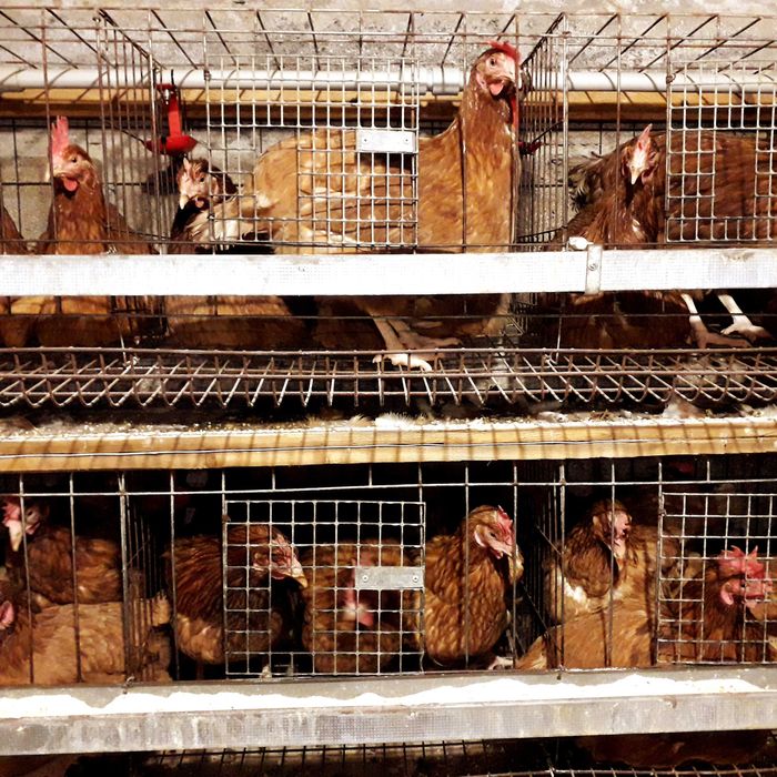 Домінант молоді кури