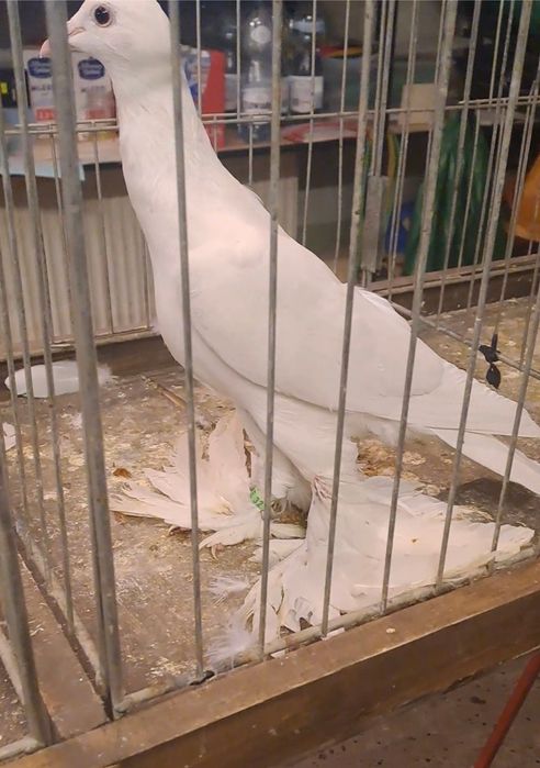 Bocian dolnośląski