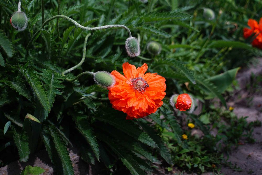 Tamron Adaptall 28mm 1:2.8 під будь яку систему.