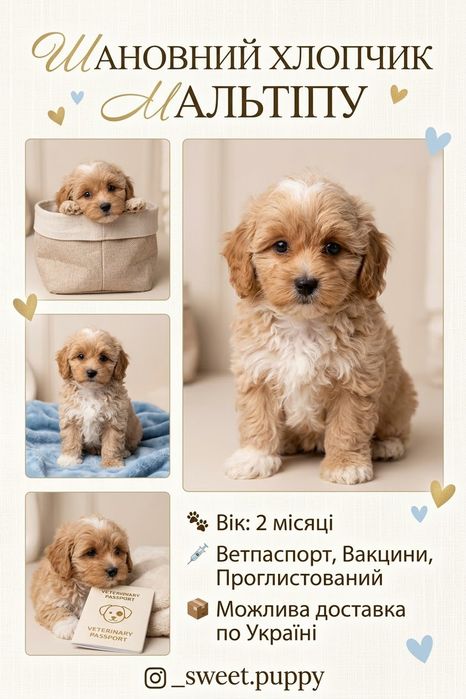 Маленькі мальтіпу, які готові підкорювати серця