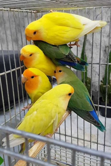 Vendo roseicolis prontos a criarem