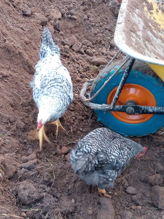 Молоді мясояєчні