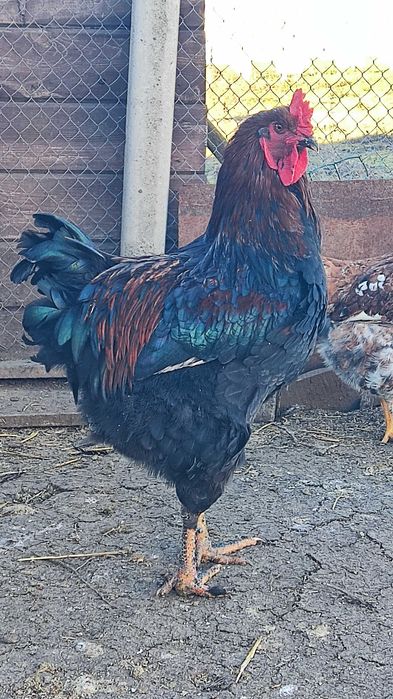 Петухи Брама и Джерсиец