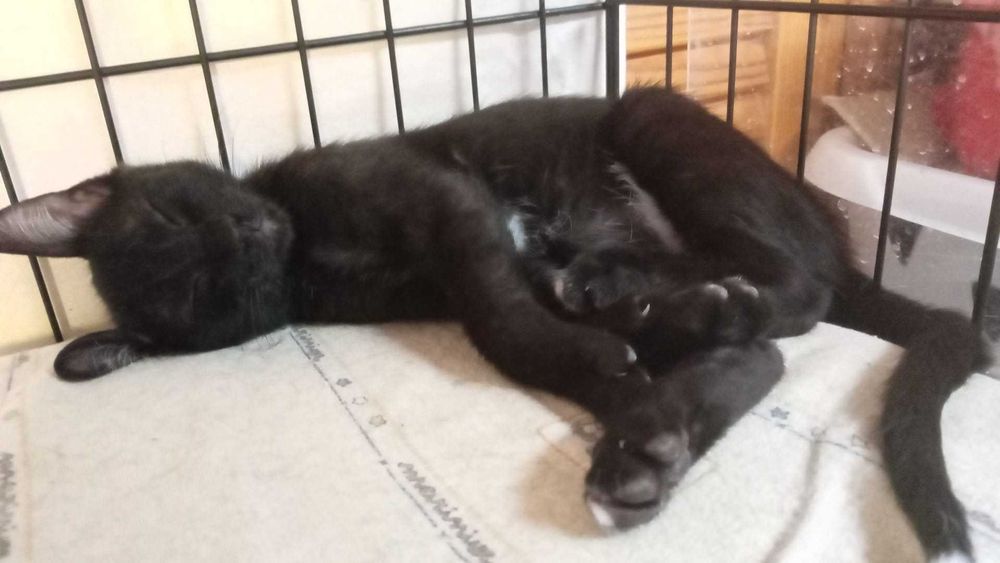 Gatos bebés para adoção consciente