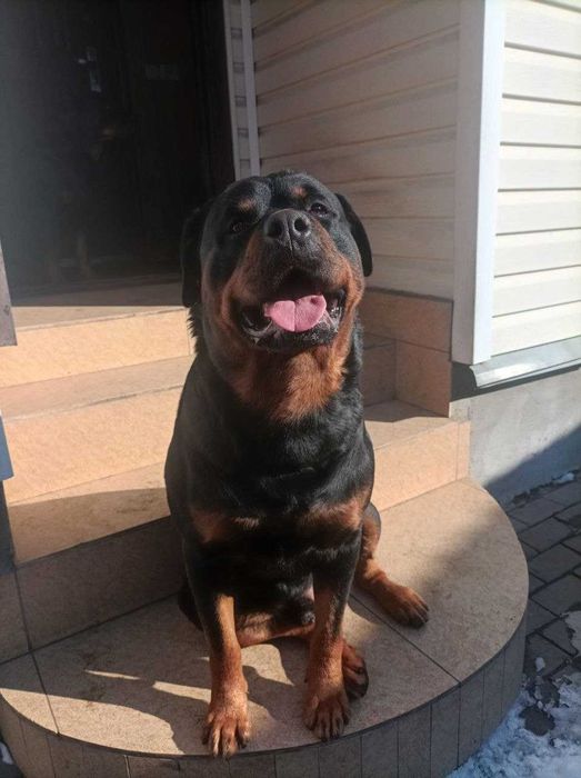 Вязка ротвейлера