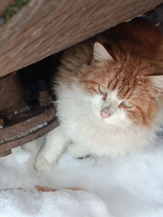 Котики в пошуках дому!!!