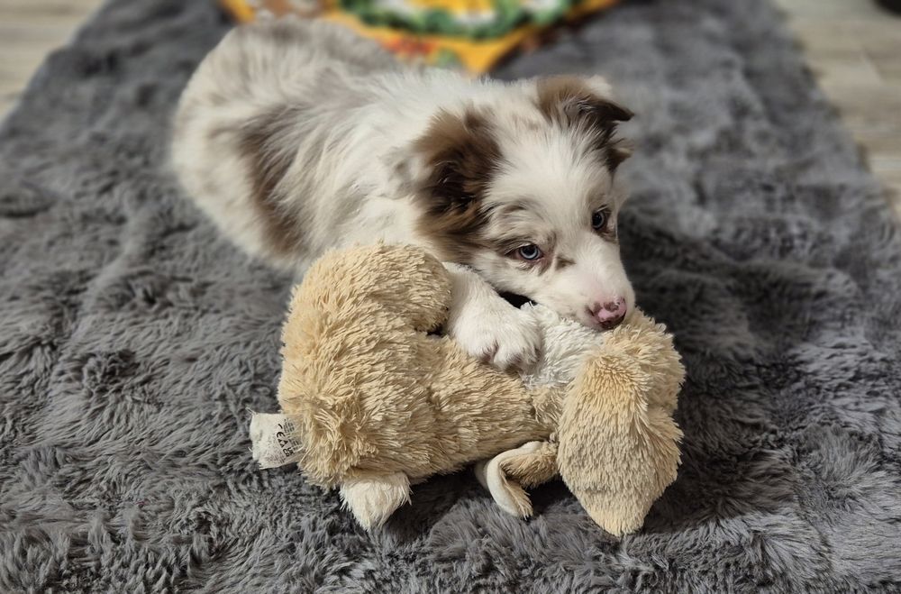 Border Collie szczenięta