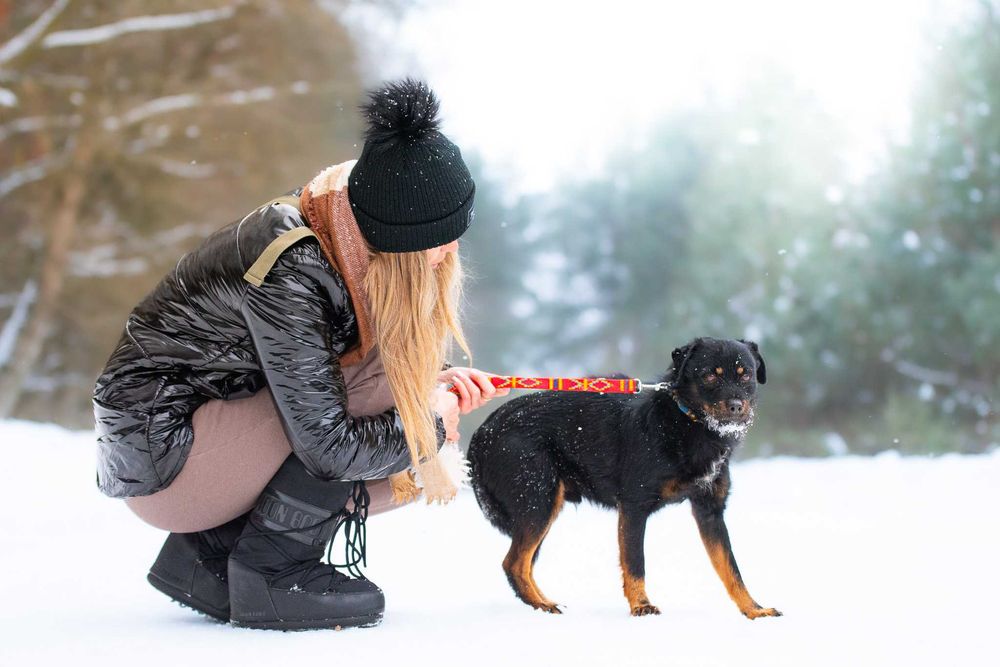 AVEO - mały, terierowaty, nieśmiały, delikatny