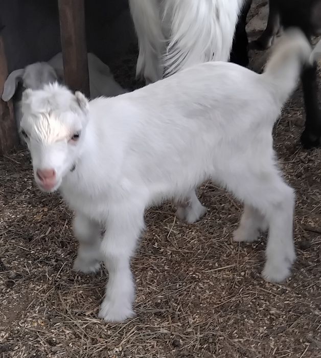 Козлята, козлики.