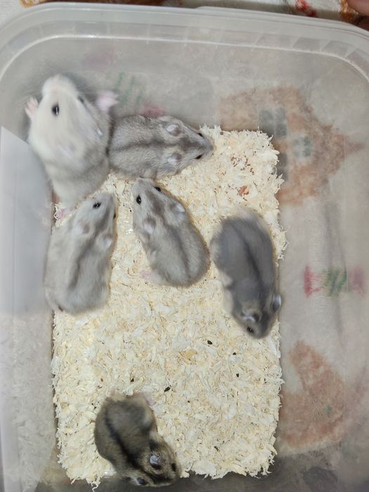 Młode chomiki sprzedam