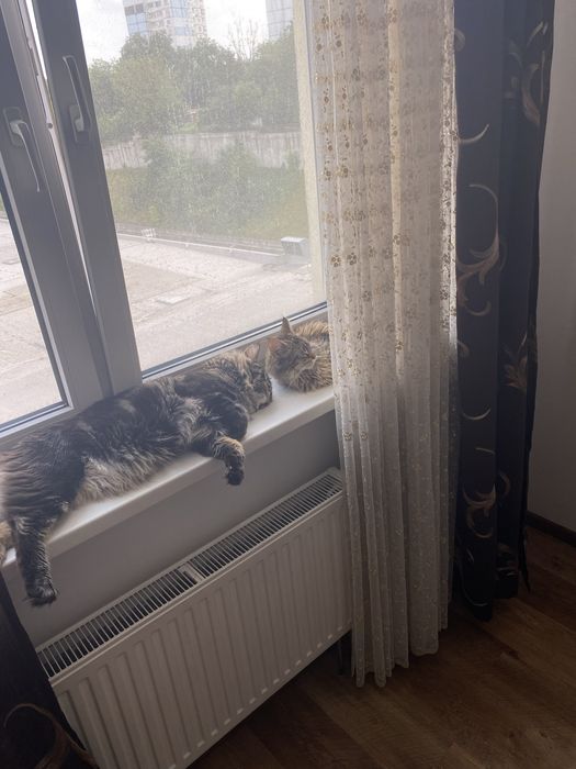 Потужний Мейн кун вязка