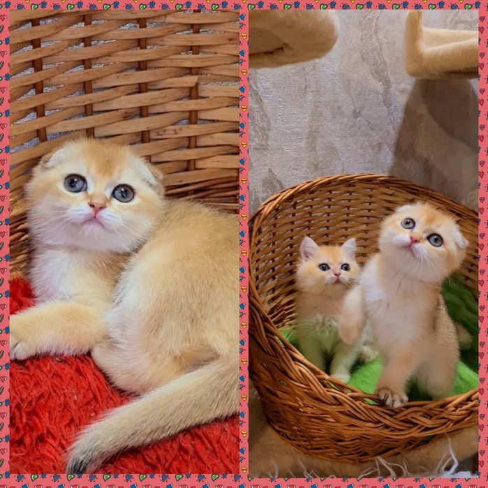 Прямоухие и Вислоухие  котята  золотая шиншилла