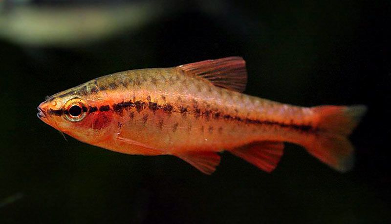 Brzanka wysmukła (Titteya) - sklep Aqua-Tech
