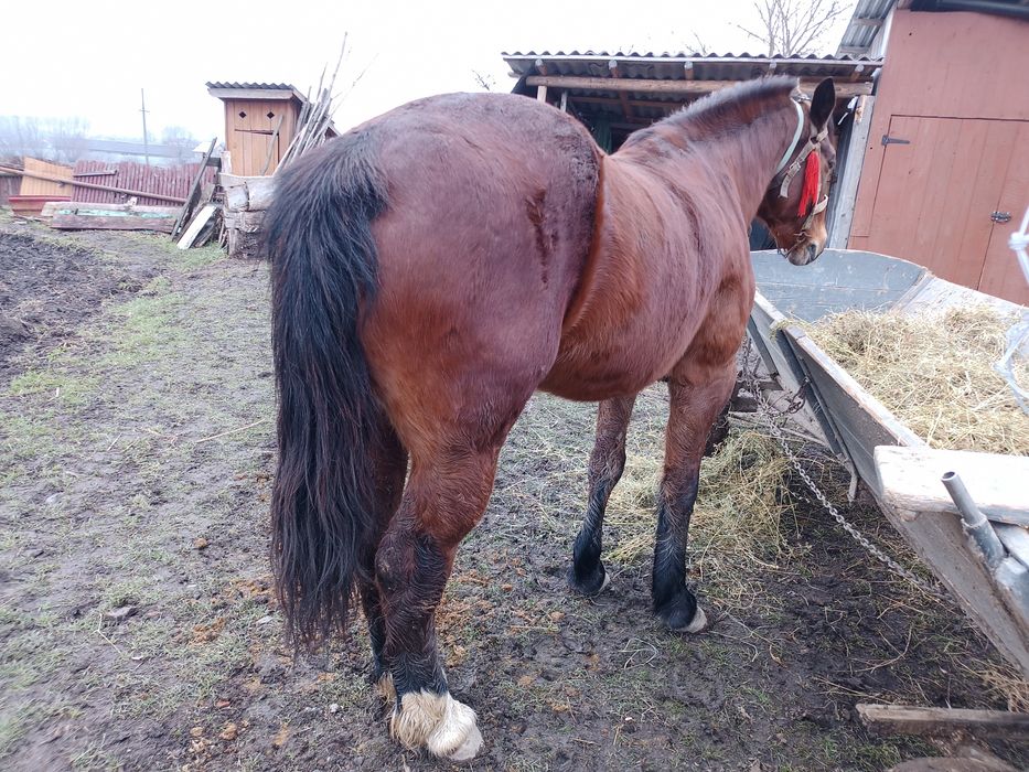 Продам кобилу   .