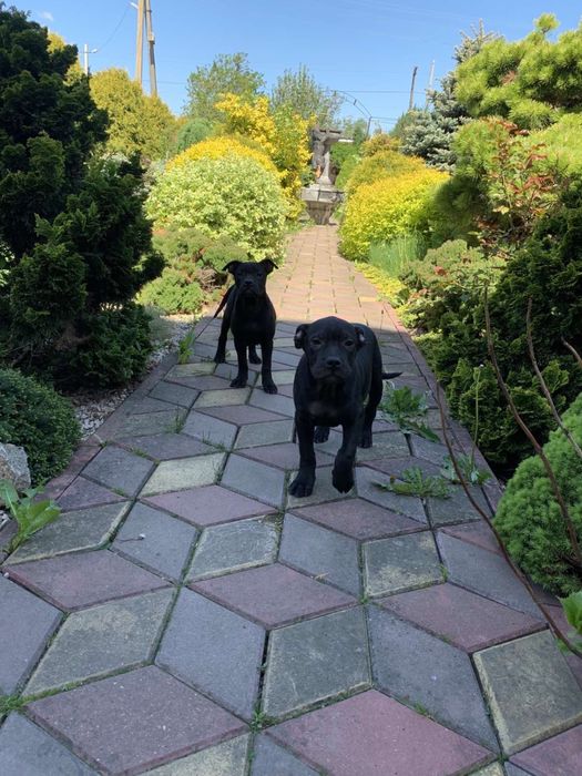 Кадебо, мальоркский мастиф