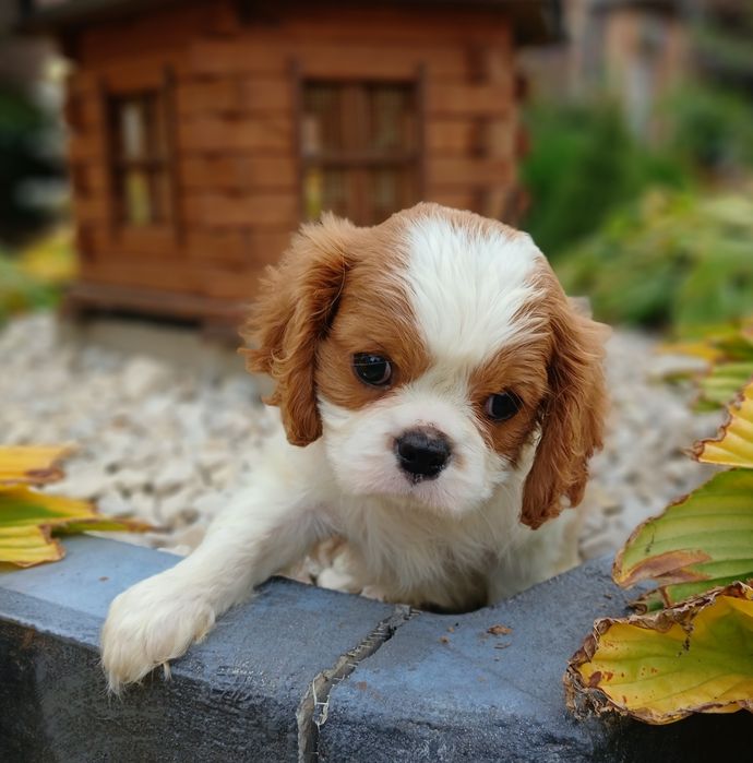 Cavalier King Charles Spaniel