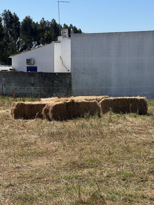 Fardos grandes de Feno Nascidiço