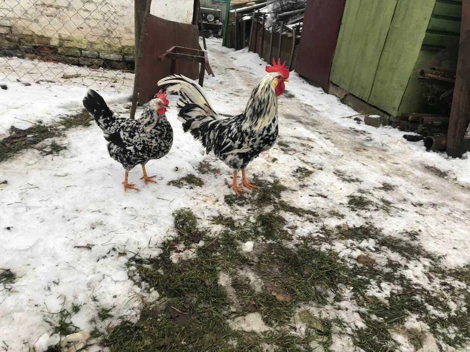 Продаю курей і качок