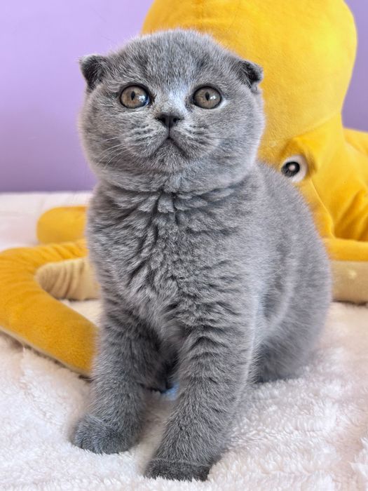 Gatinha Scottish Fold azul