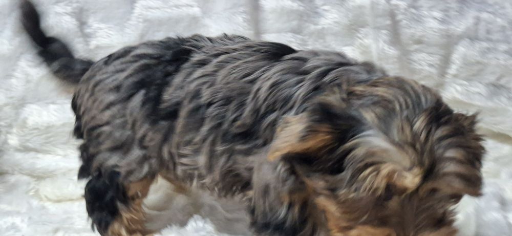 Szczenię  York  gen merle  z metryką