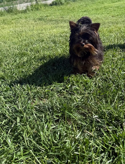 Yorkshire terrier mini 10 miesięczny z rodowodem