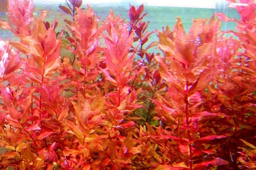 Набір рослин новачкам водоросли