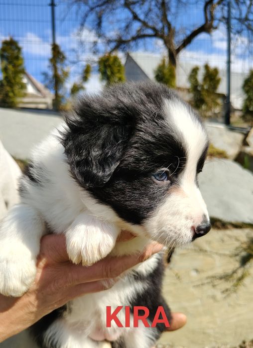 Szczenięta Border collie