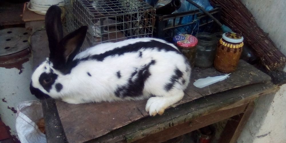 продам кроликов ...