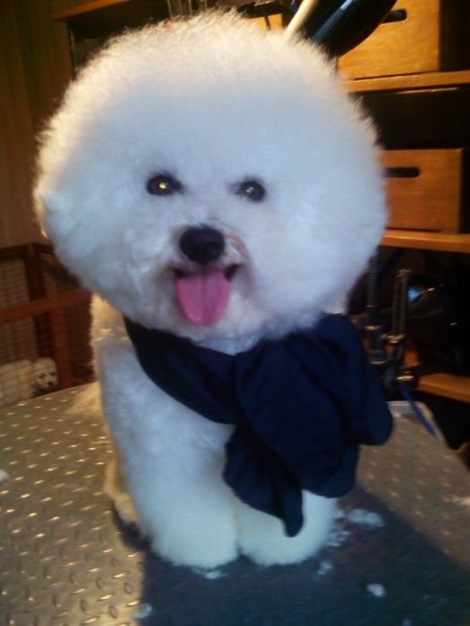 Бишон фризе, прекрасные детки.