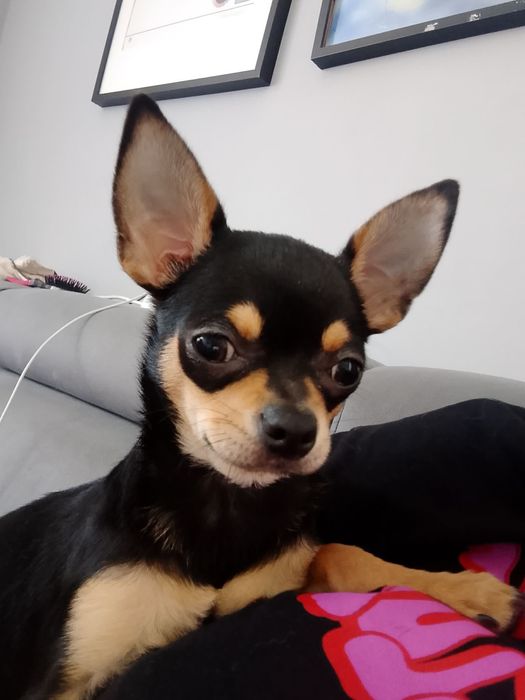 Chihuahua krótkowłosy tricolor- samiec