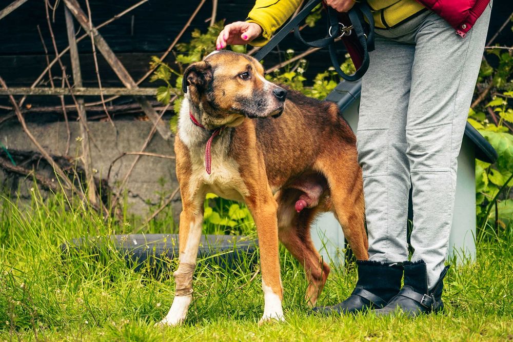 Boguś - pies skrzywdzony przez człowieka szuka domu