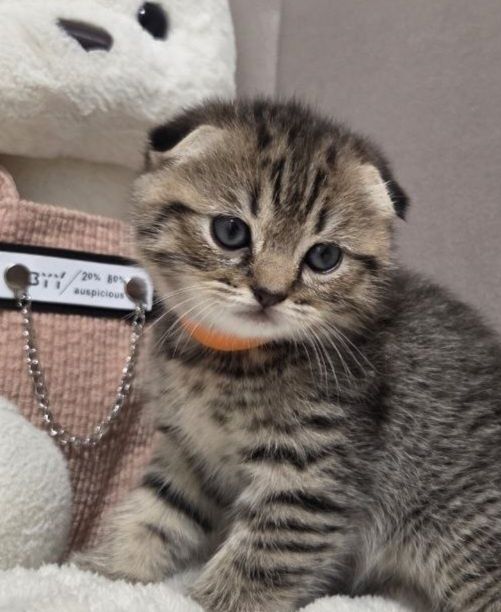 Шотландские котята