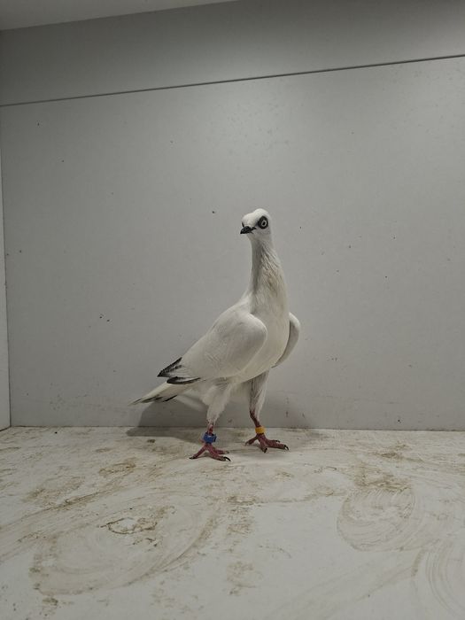 Wiedeński lotny, Wiedeńskie lotne