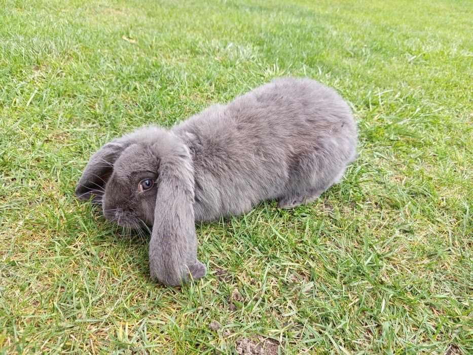 Króliki rasy baran francuski niebieski FBN Samczyki