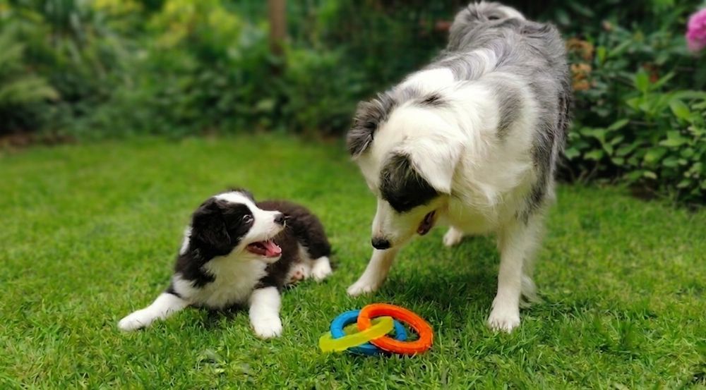 Border Collie ZKwP - Rodowód FCI