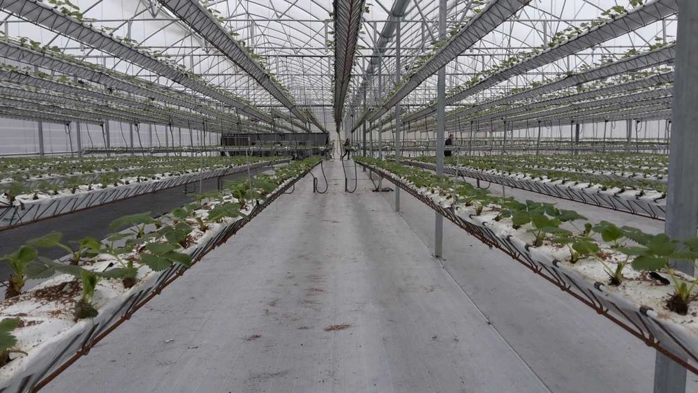 Estufa Gotica com sistema de aclimatização, 2700 m2