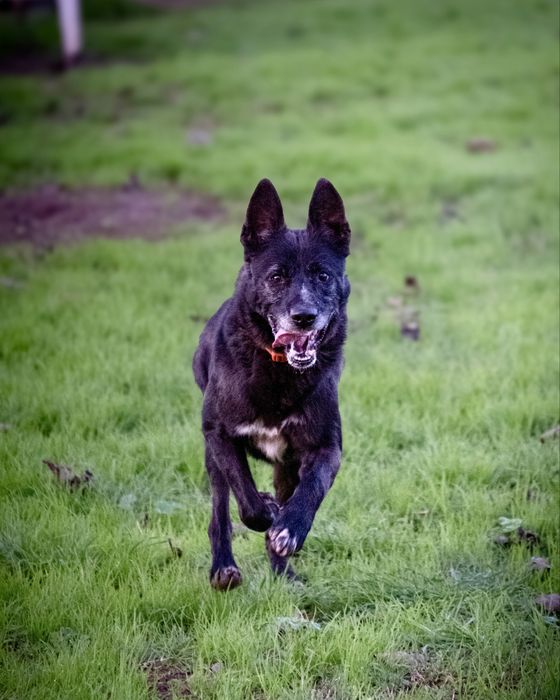 Macho adulto de porte médio/grande para adoção responsável!