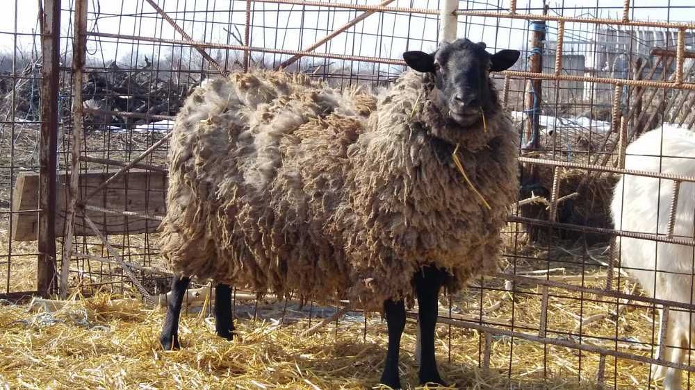 Вівці Ягнята Романівські