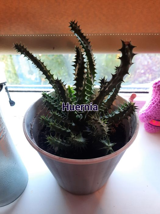 Кактуси різних видів