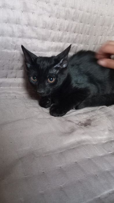 Gatos de 3 meses para adoção responsável