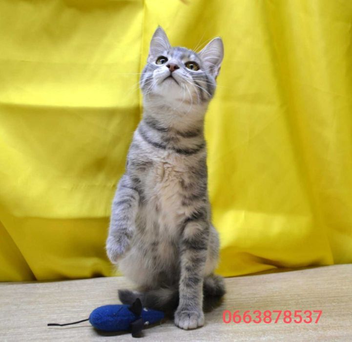 красавец Смоки ищет дом и семью!