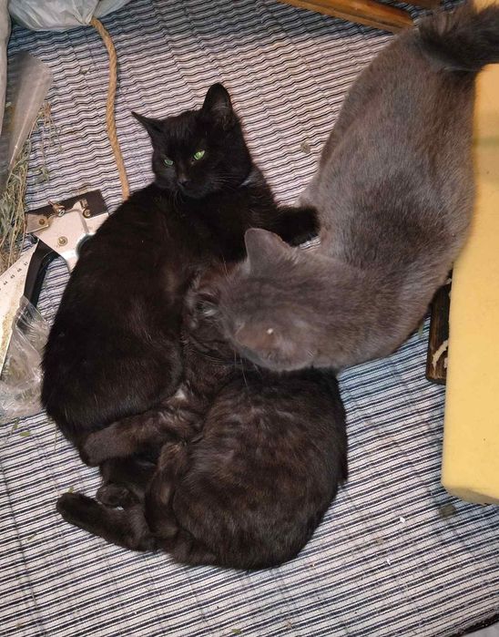 Котята черные мальчик  и девочка , серая девочка, хорошие руки