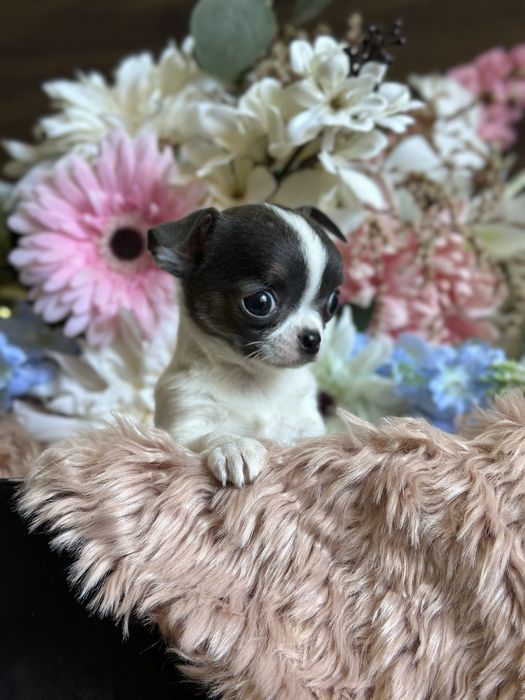 CHIHUAHUA dziewczynka bialo niebieska MINI :)