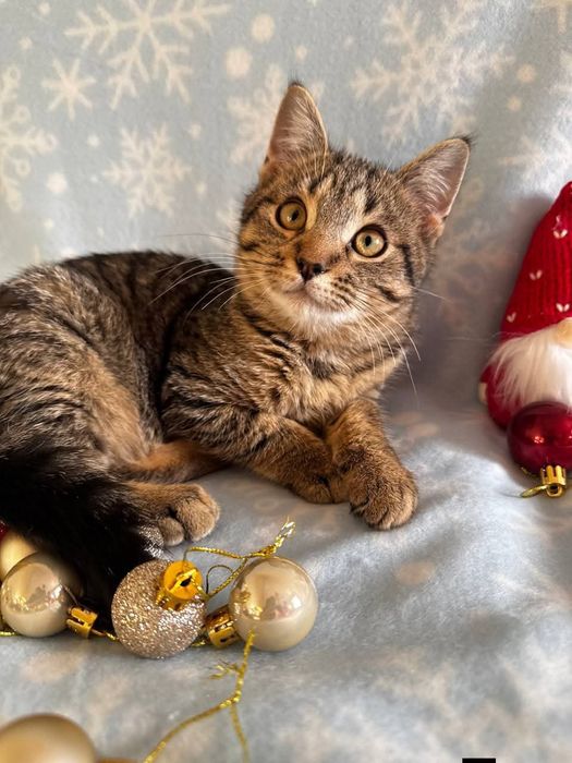 Кошеня-тигреня ДНІПРО