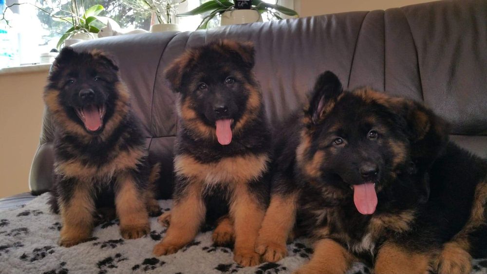 Owczarek Niemiecki Długowłosy