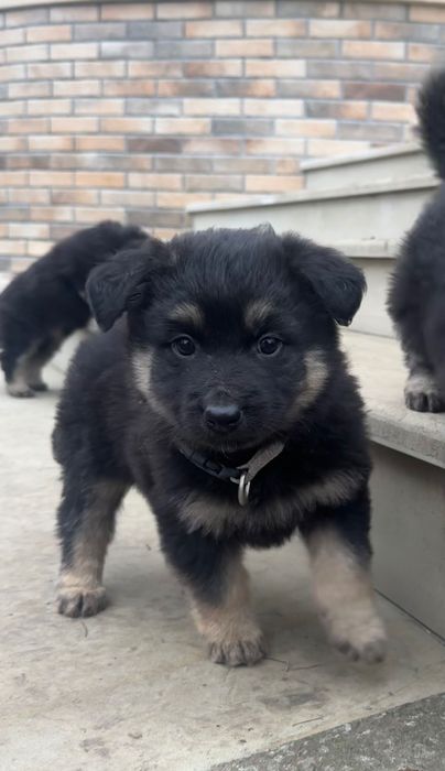 Цуценята в добрі руки