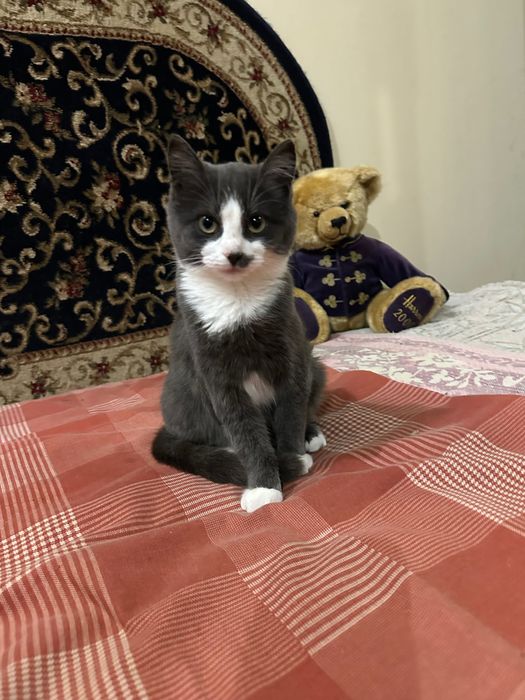 Кошечка 3,5 мес ищет дом! Котята, котенок отдам