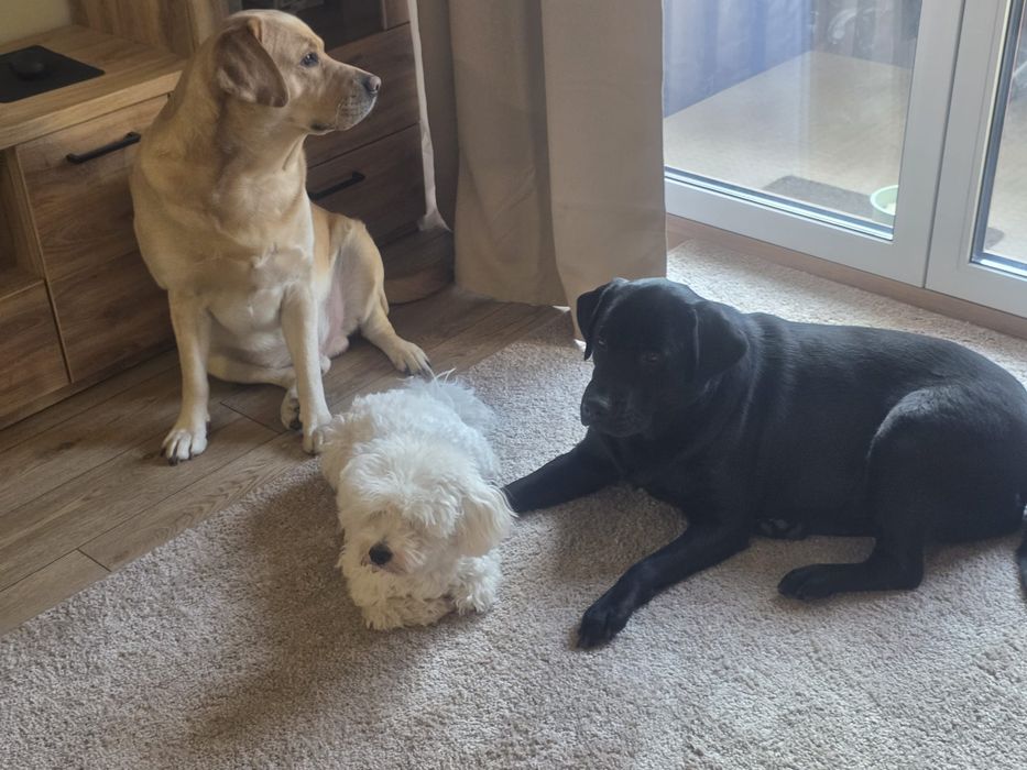 Czyszczenie kanap,foteli sof,dywanow po twoich pupilach