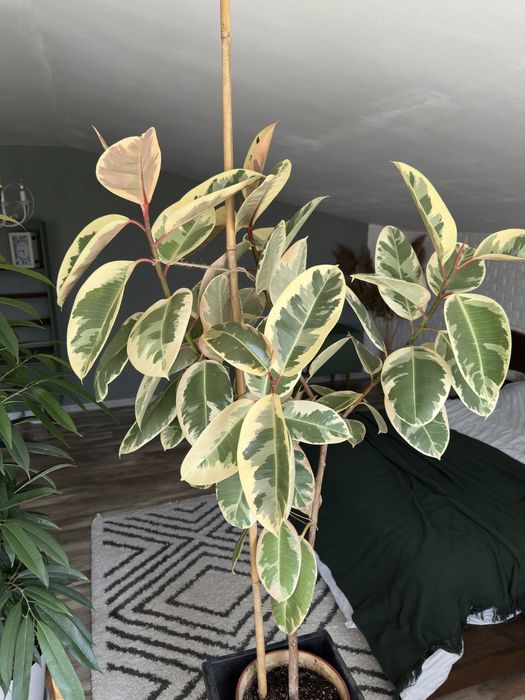 Фікус варієгатний каучуконосний