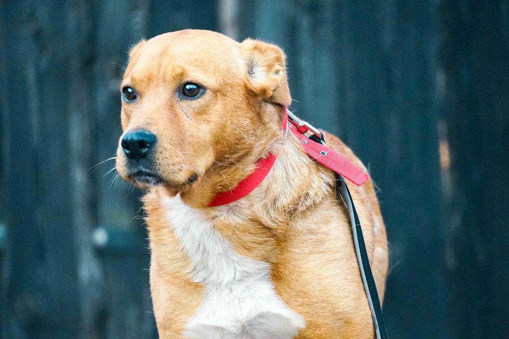 HUGO - piekny, młody pies